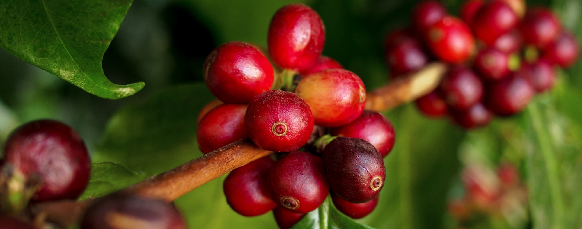 Cafeeiro